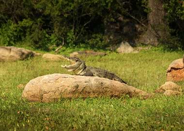 Crocodile on a Rock