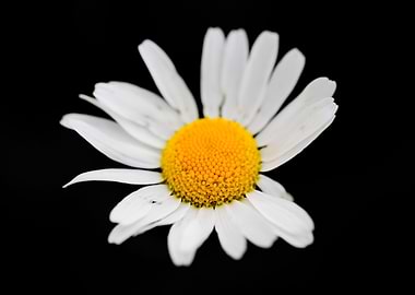 Daisy on black