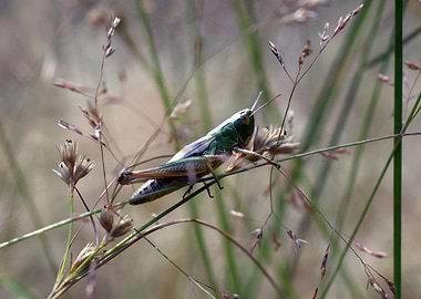 Grashopper