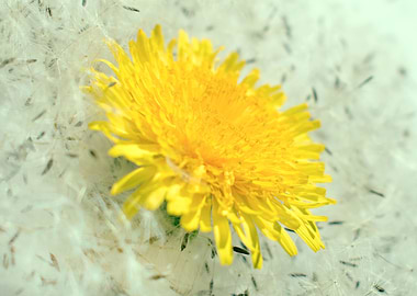 Dandelion
