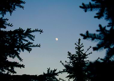 The moon in the forest