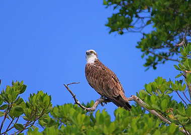 Osprey in the Everglades