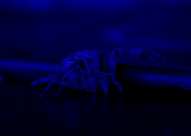 Black Blue Diadematus