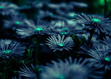 night flowers in the rain