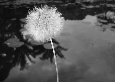 Dandelion by the lake