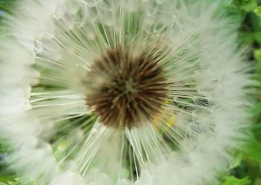 beautiful dandelion