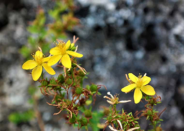 Yellow flowers