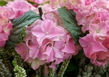 pink hydrangea in bloom