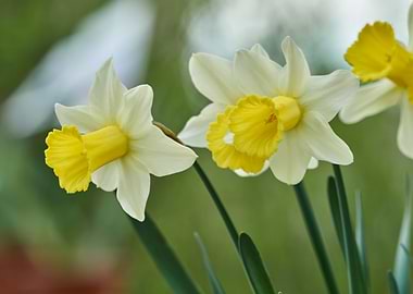 daffodils bloom in spring