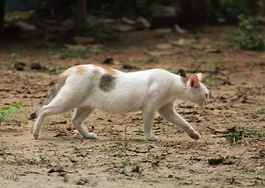 Hunting cat