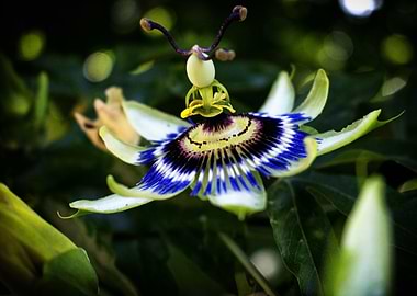 The passiflora