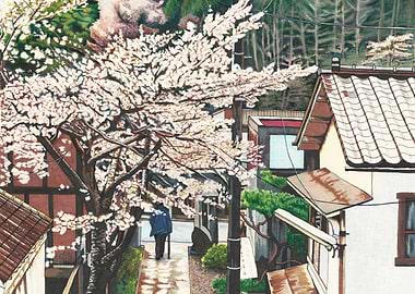 Passing by Cherry Blossoms