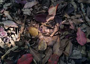 Dried Leaves