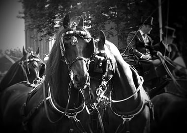 Friendship between Horses