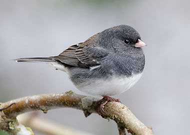 Cassiar Dark-Eyed Junco