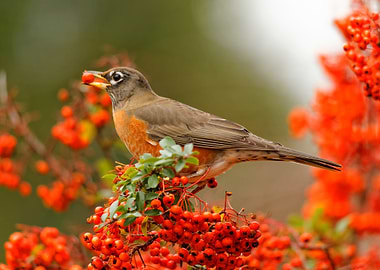 American Robin with Berry