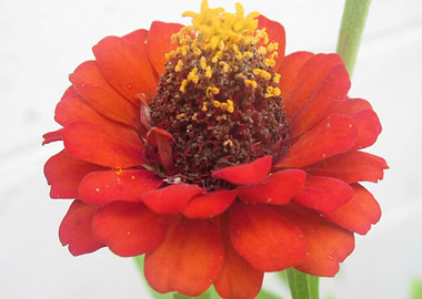 Flora red
