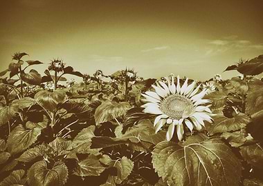 Sunflower field