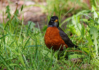 A Hopeful American Robin