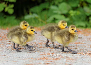 Canada Goslings on Parade