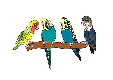 Budgies & Lovebirds