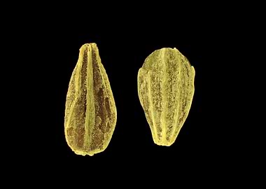 Anise seeds