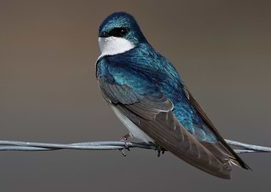 Tree Swallow on a Wire