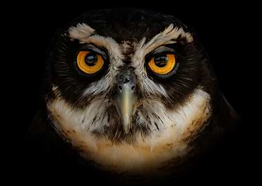 Spectacled Owl Eyes