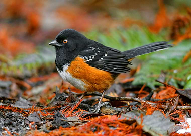 Spotted Towhee