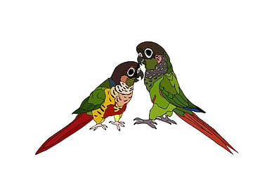 Conures