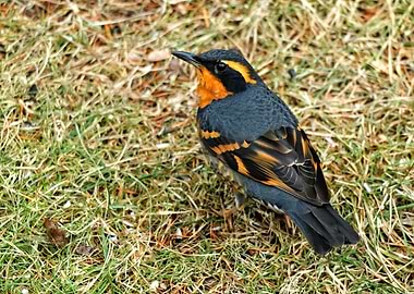 Beautiful Varied Thrush