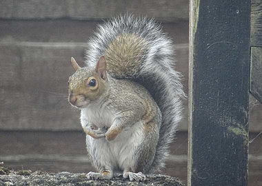 Squirrel. Urban Wild Life.