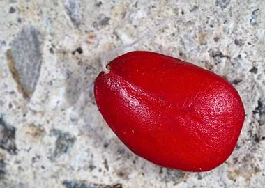 Magnolia seed