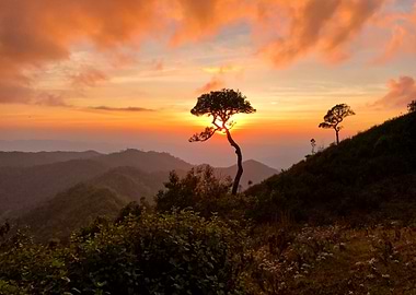 The Sunset Tree