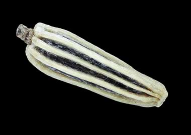 Shasta daisy seed