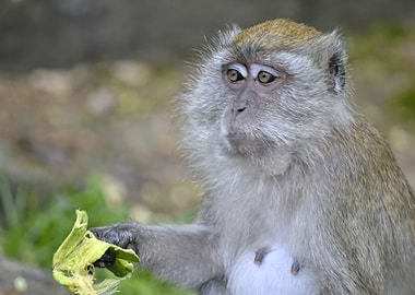 monkey eats in the jungle