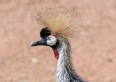 crowned crane at safari