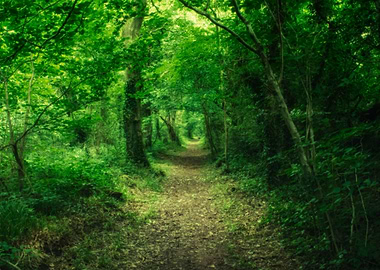 The green path