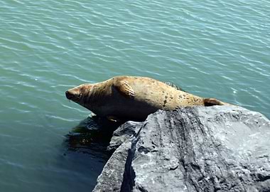 seal