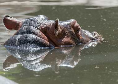 big hippo in the water
