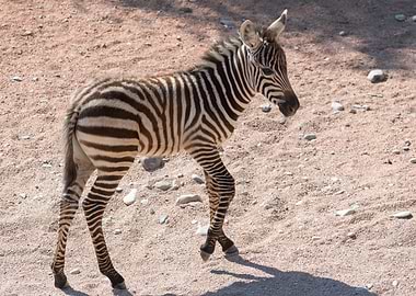 zebra puppy at safari