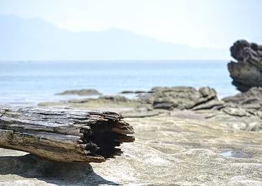 tree trunk on Borneo beach