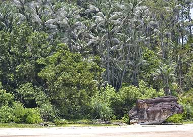 palm on the borneo beach