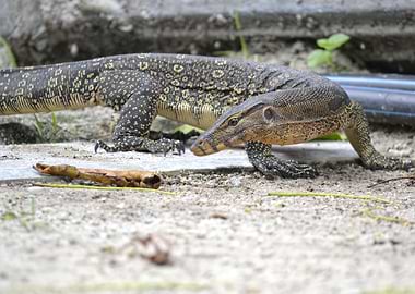 varanus on the borneo beac