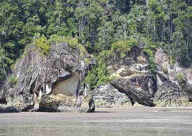 palm on the borneo beach