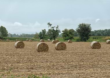 bale of hay in the meadow