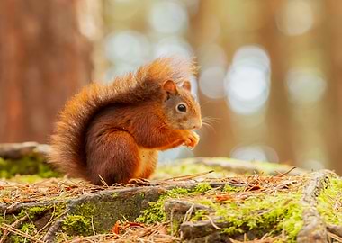 Red squirrel in the sun