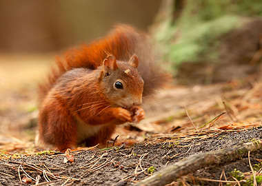 Snacking red squirrel