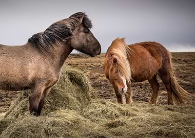 Icelandic Horses