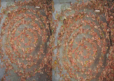 Spiral Leaves
